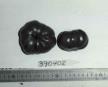 Click for 1 image(s) for this accession. FRUIT